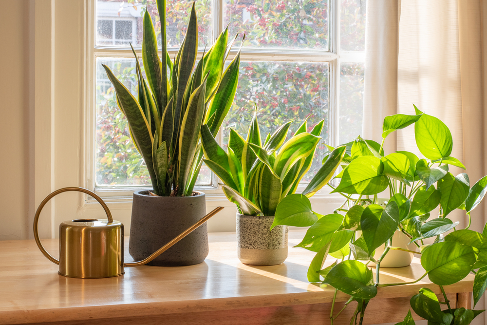 Indoor houseplants by the window inside a beautiful new house or flat