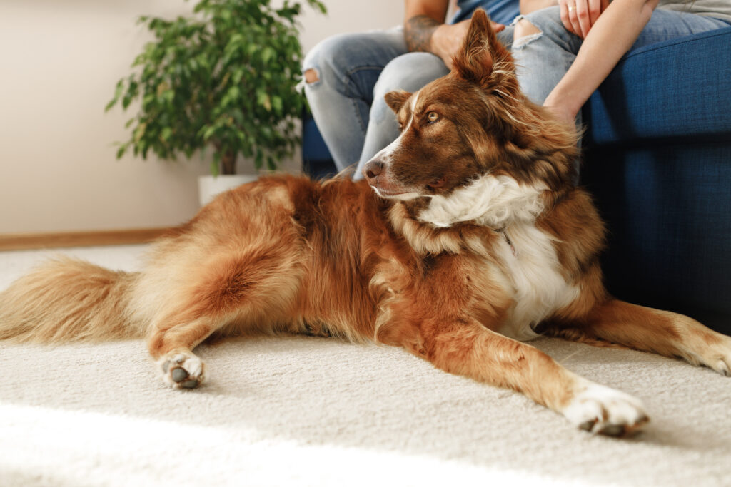 Border Collie dog sitting at the feet of the owners couple