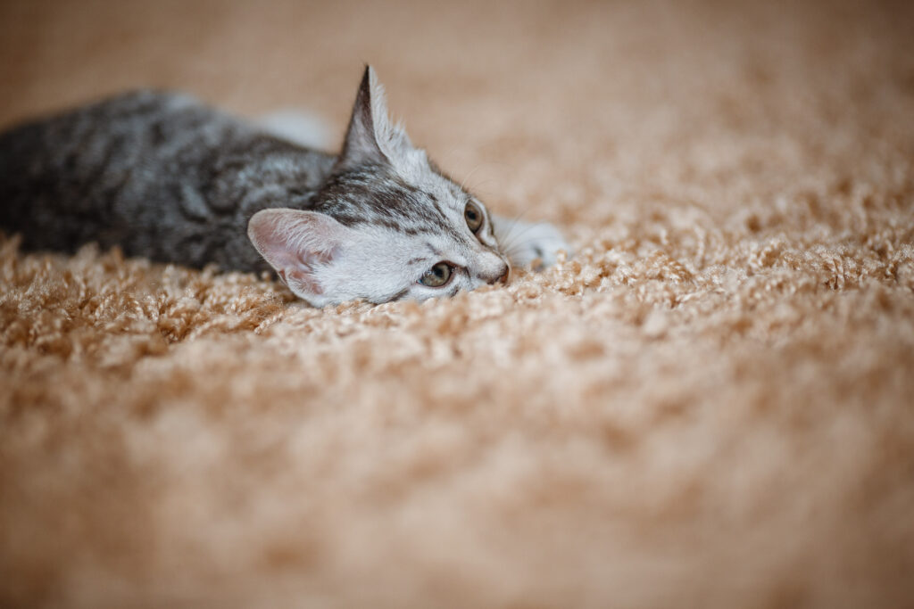 Curious gray kitten. Little cat at home. Small pet