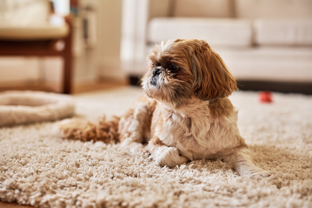 Cute shih tzu dog relaxing on carpet at home.