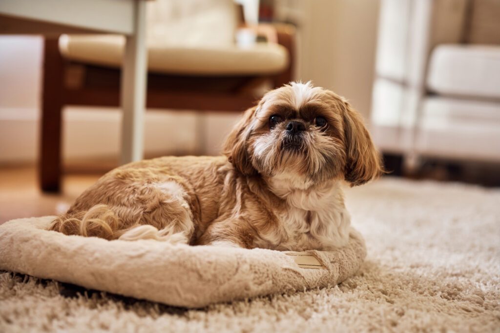 Shih Tzu relaxing on the carpet at home.